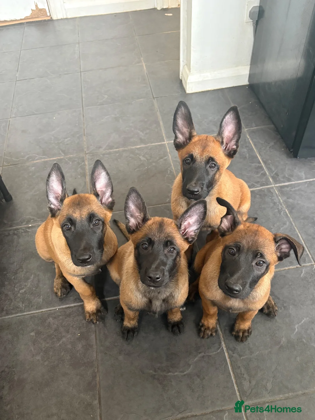 Belgian Shepherd Dog dogs for sale: Belgian Malinois Puppies - Ready to go - Advert 1