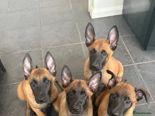 Belgian Shepherd Dog dogs Belgian Malinois Puppies - Ready to go - Advert 1