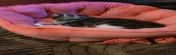 Maine Coon cats for sale: 3 maine coon kittens  - Advert 3