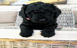 Mixed Breed dogs for sale: Multi gen australian labradoodles - Image 2