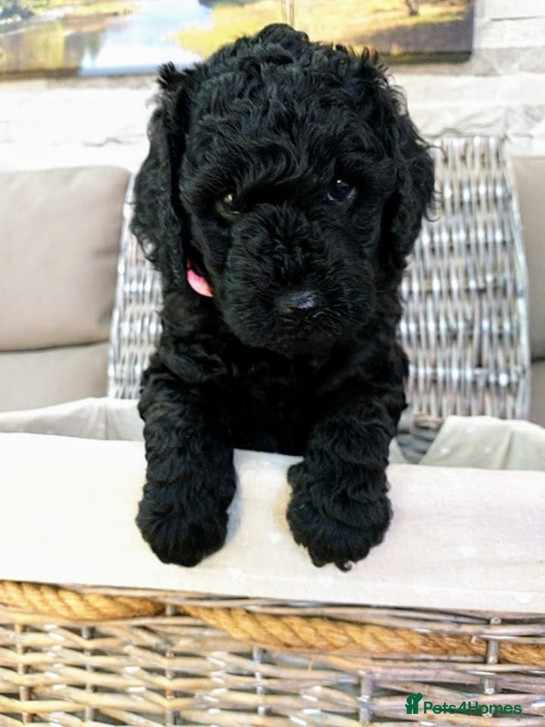 Mixed Breed dogs for sale: Multi gen australian labradoodles - Image 2