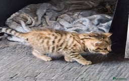 Bengal cats for sale: Absolutely Stunning Bengals  - Image 28