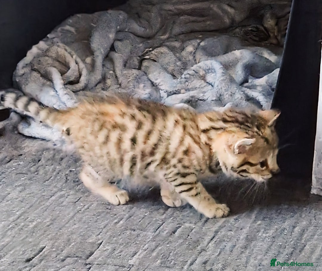 Bengal cats for sale: Absolutely Stunning Bengals  - Image 28