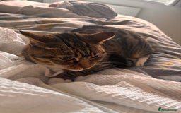 Bengal cats for sale: ✨ Loving Home Wanted for Beautiful Bengal-Tabby ✨ - Image 3