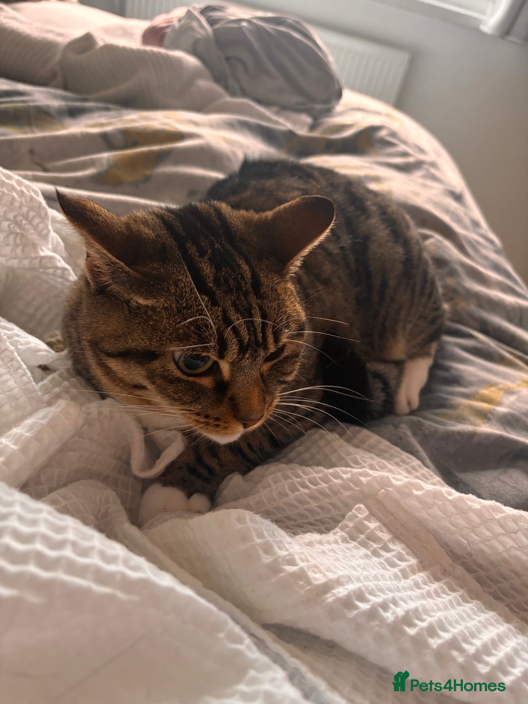 Bengal cats for sale: ✨ Loving Home Wanted for Beautiful Bengal-Tabby ✨ - Image 3