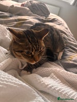 Bengal cats - Advert 8