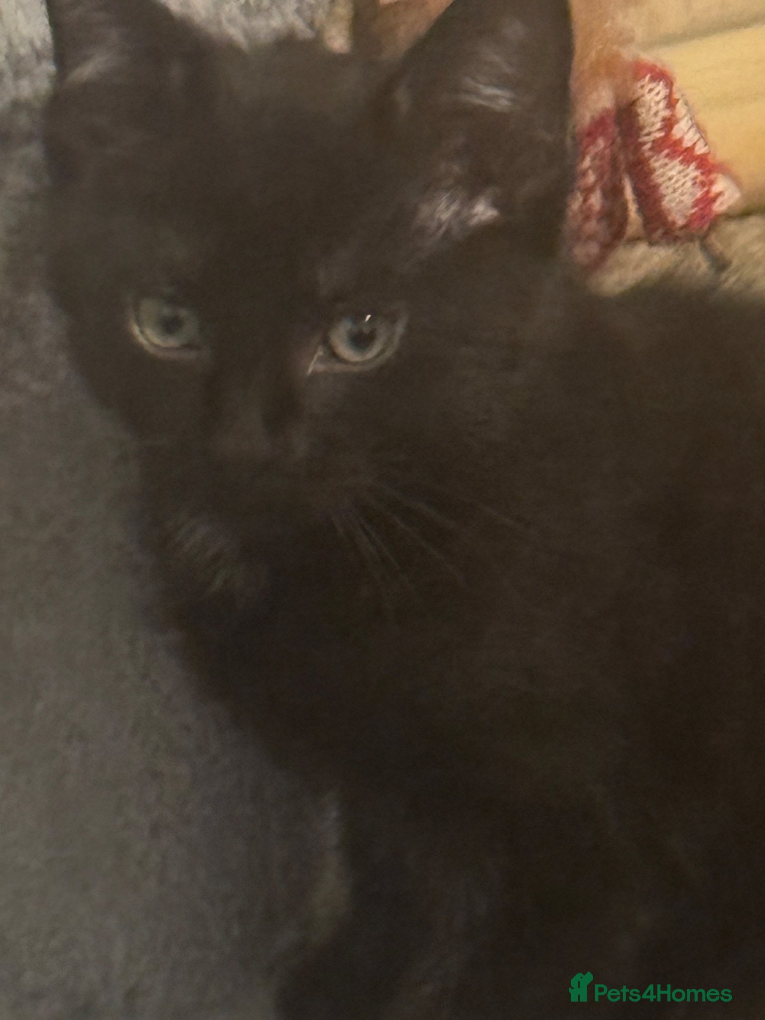 Mixed Breed cats for sale: 4 kittens For sale | £30 read description please  in Bolton - Advert 10