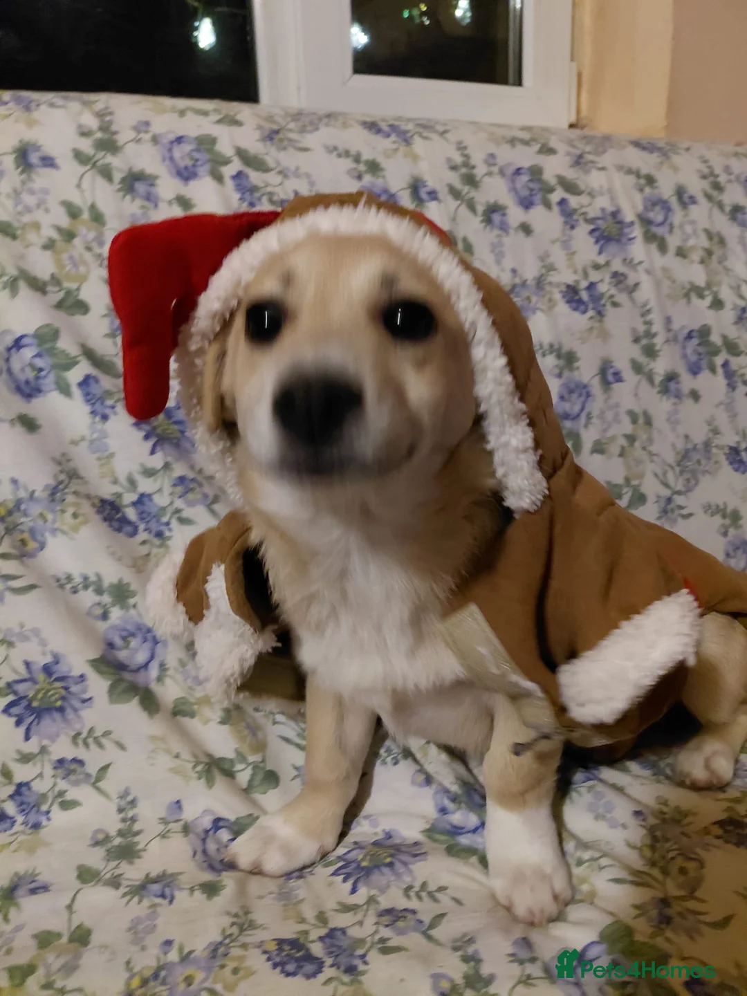 Mixed Breed dogs for adoption: 🌸Little HARA🌸- gentle, grateful and full of love - Advert 7