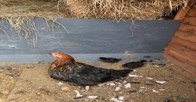 Chickens poultry - Advert 14
