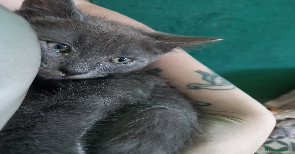 Half ragdoll kitten for sale in Chorley | Pets4Homes