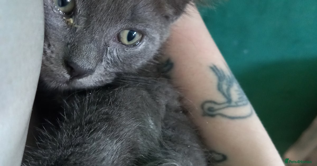 Half ragdoll kitten for sale in Chorley | Pets4Homes
