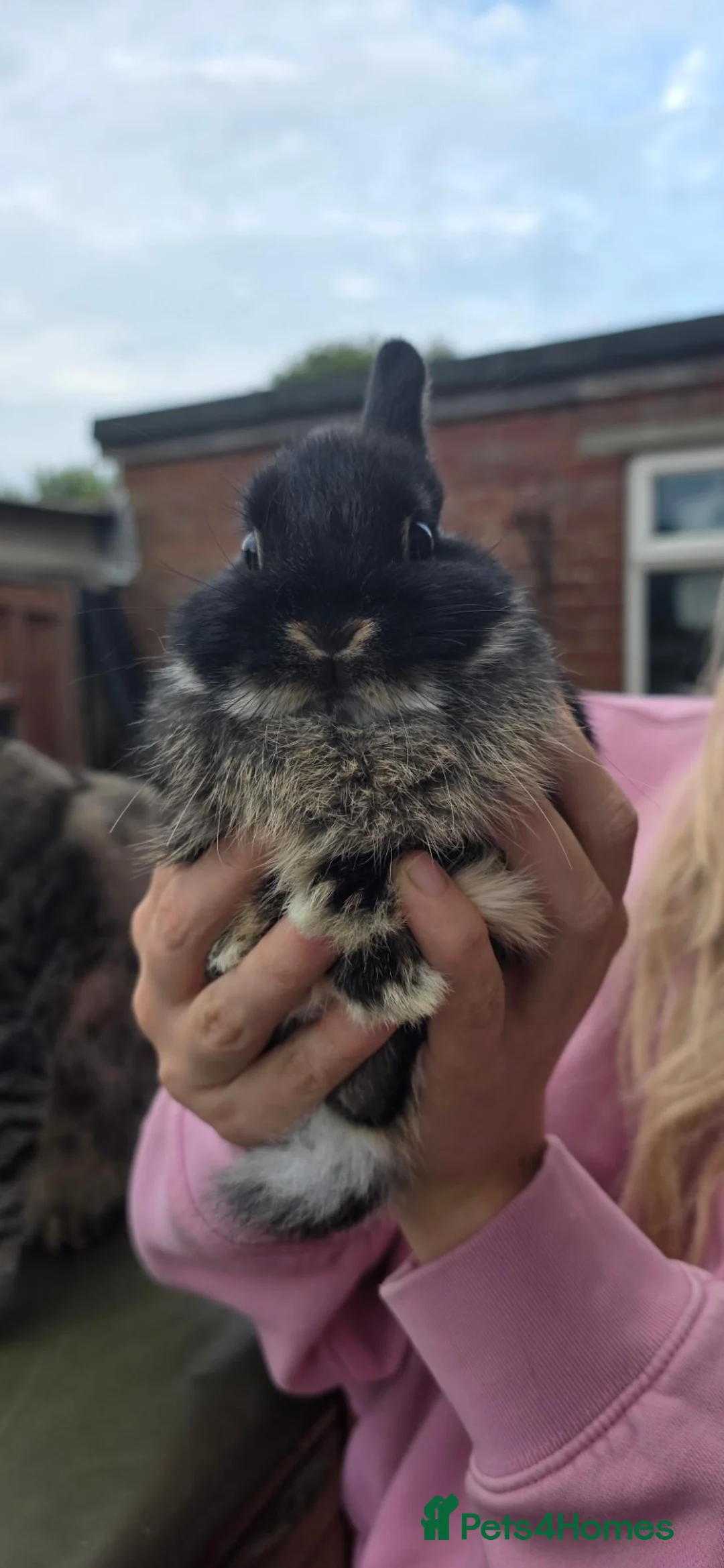 Netherland Dwarf rabbits for sale: 3 beautiful baby rabbits - Advert 2
