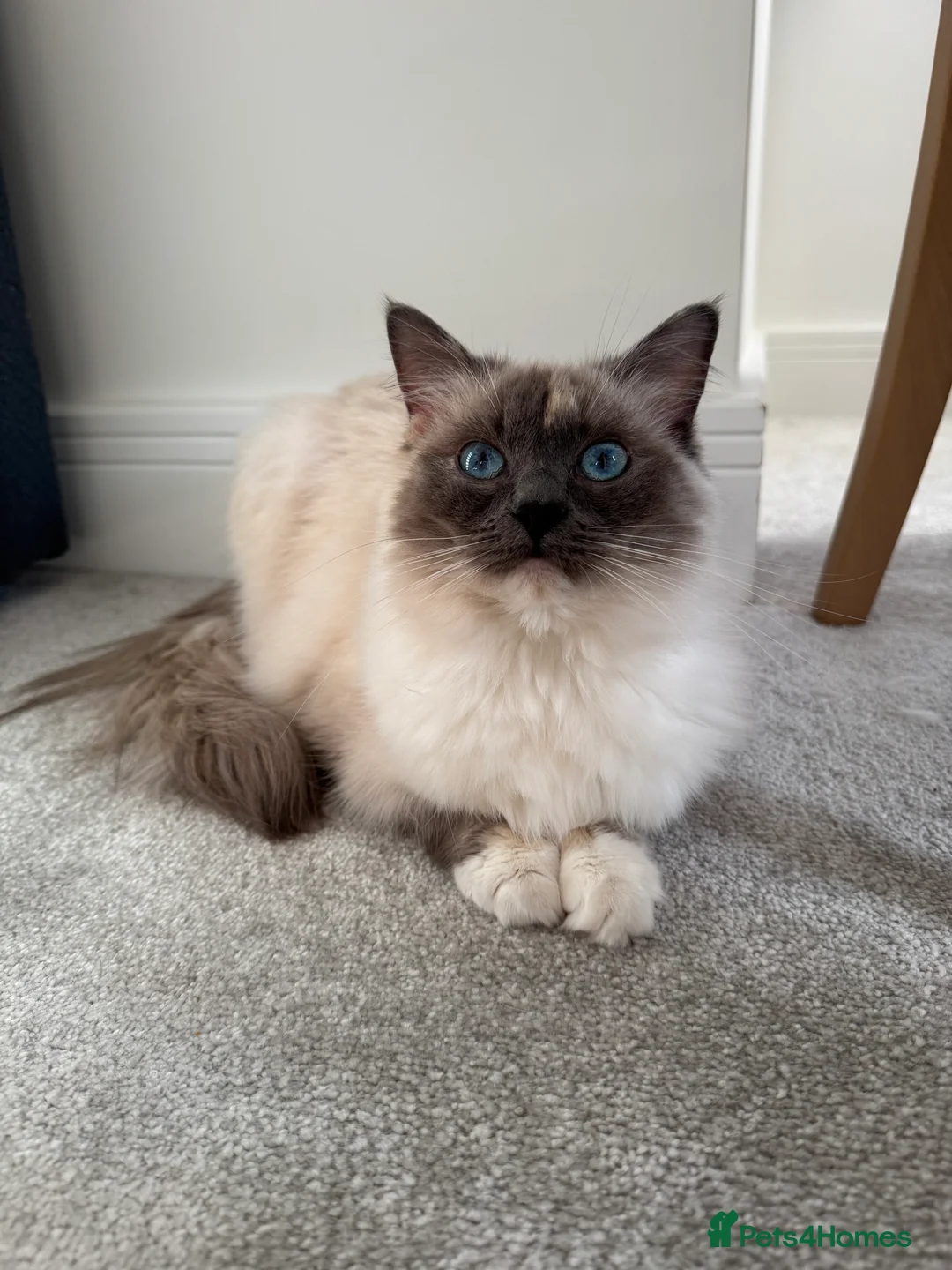 Ragdoll cats for sale: Beautiful GCCF Active Ragdoll Queen  - Advert 2