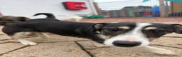 Mixed Breed dogs for adoption: Lilly - In Ayr looking for a home  - Advert 4