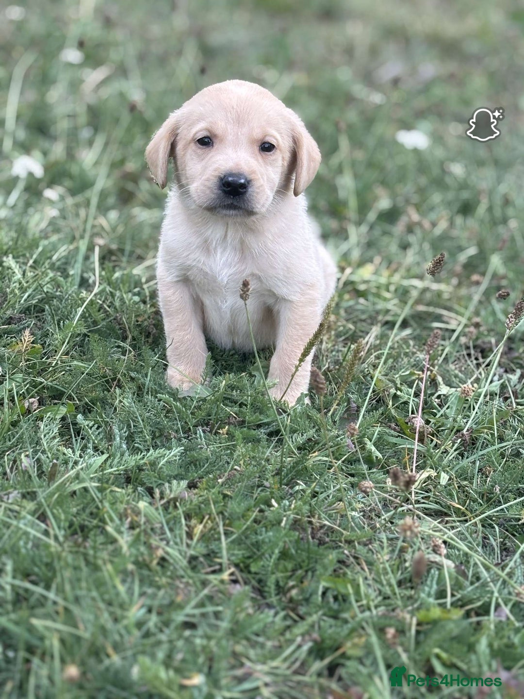 Labrador Retriever dogs for sale: Gorgeous Labrador puppies - Image 4