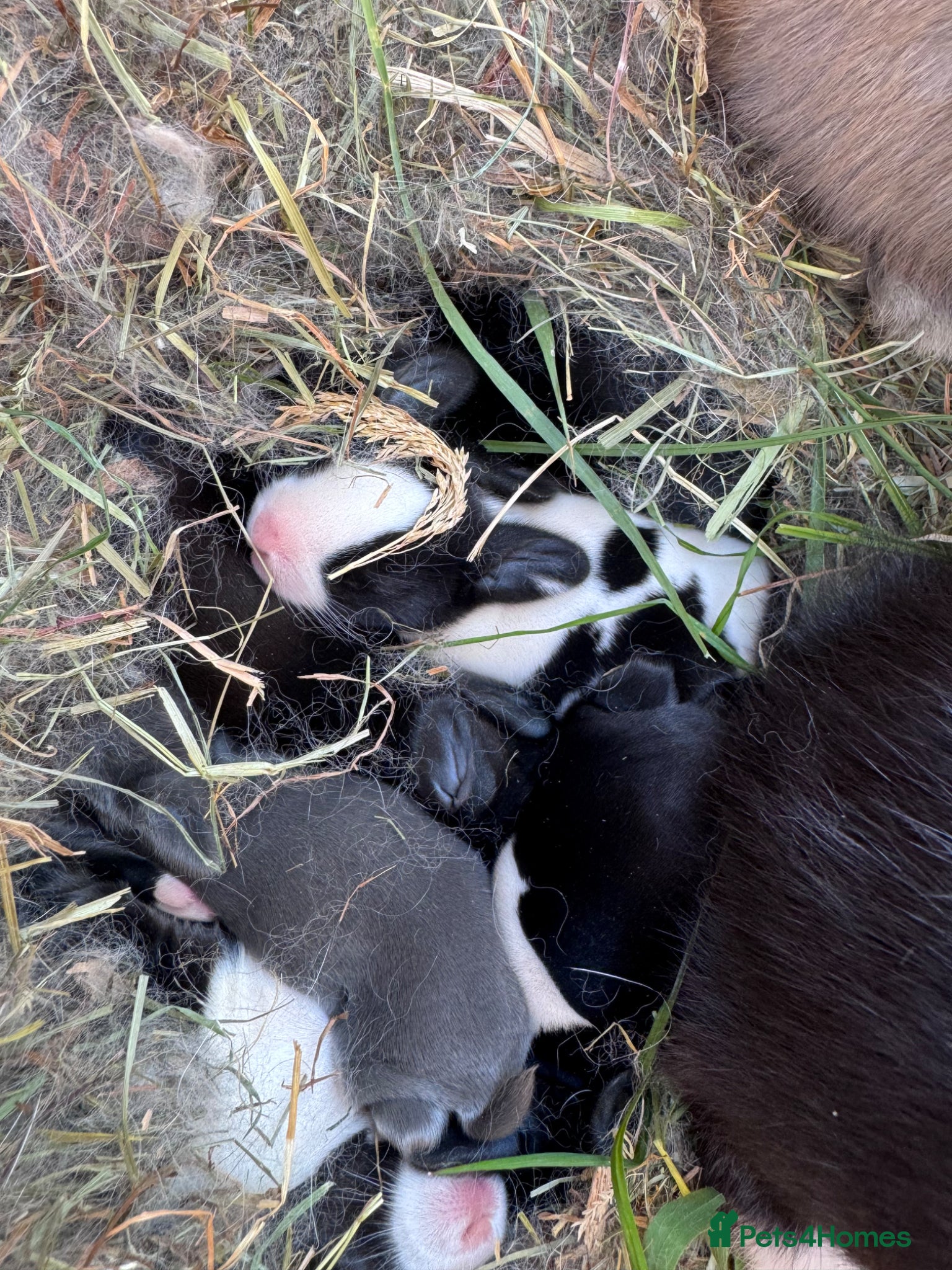 Mixed Breed rabbits 🐰 Adorable Rex x Dutch Baby Rabbits Available 🐰 - Advert 1