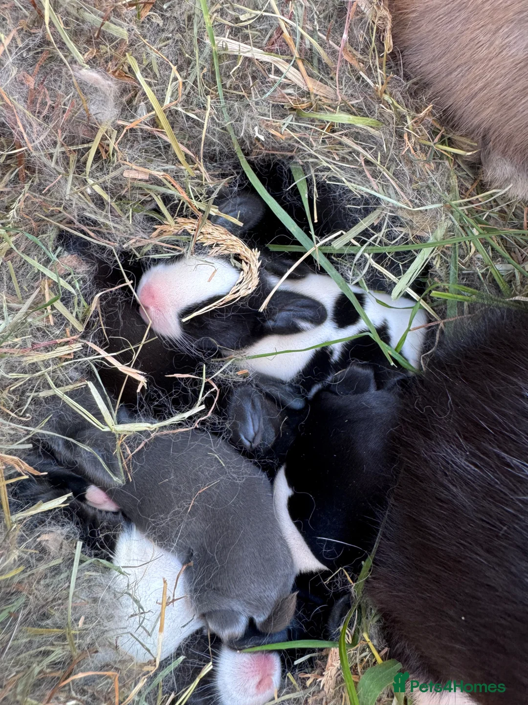 Mixed Breed rabbits for sale: 🐰 Adorable Rex x Dutch Baby Rabbits Available 🐰 - Advert 1