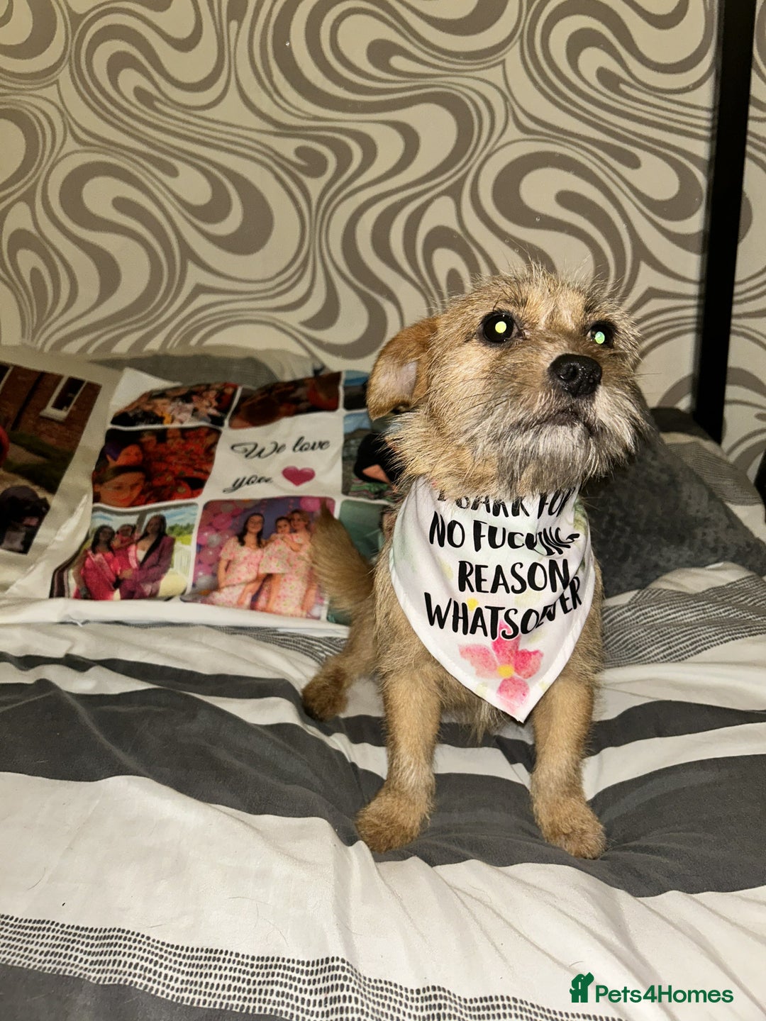 Mixed Breed dogs for sale: Small Jack russel cross  - Image 7