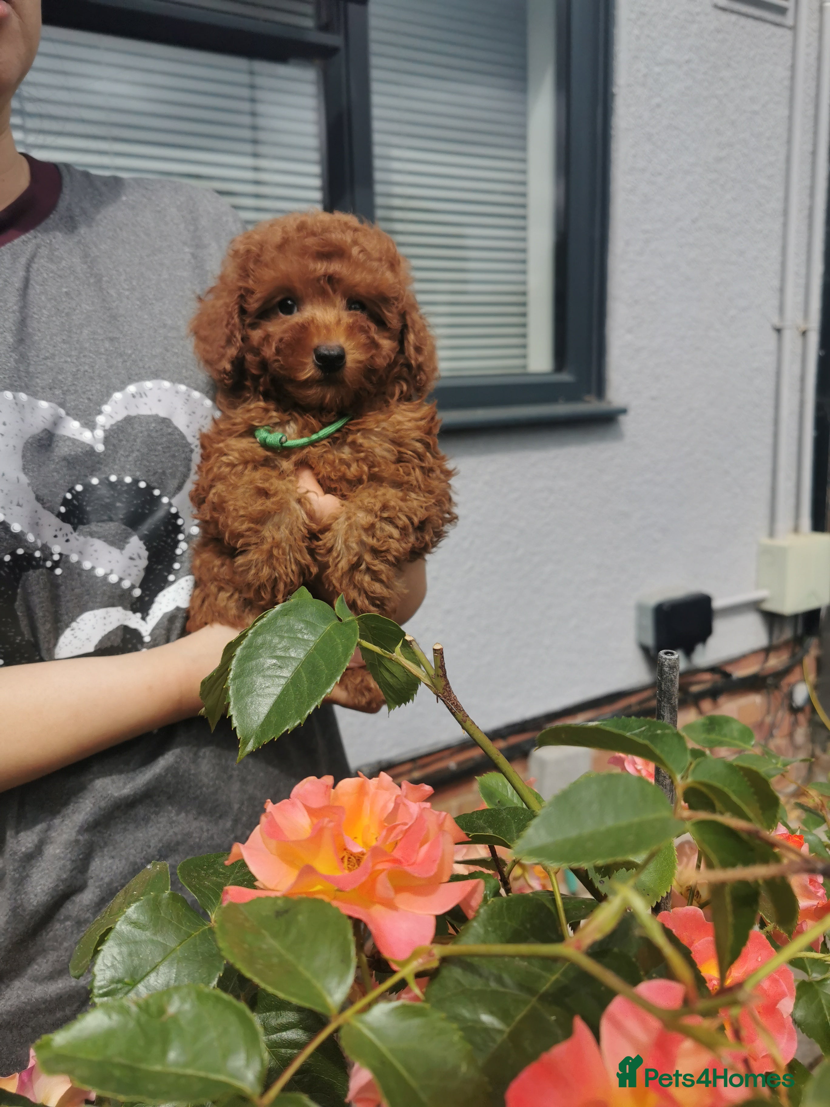 Toy Poodle dogs RED TOY POODLE PUPPY KC REG AND DNA CLEAR - Advert 2
