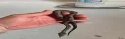 Boa Snake reptiles for sale: Baby boa constrictors for loving homes - Advert 12