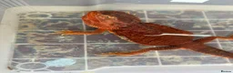 Bearded Dragon reptiles for sale: Stunning adult bearded dragons  - Advert 4