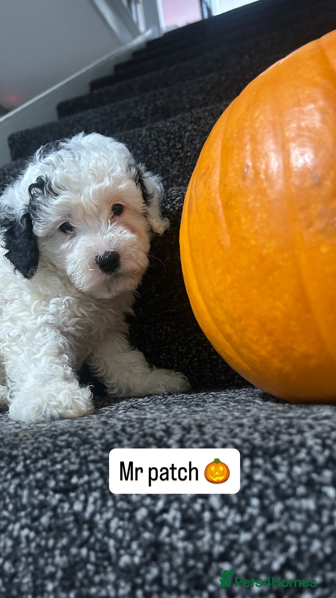 Cockapoo dogs for sale: Stunning toy cockapoo puppies  - Image 12