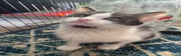 Mixed Breed cats for sale: Beautiful mixed breed kittens - Advert 2