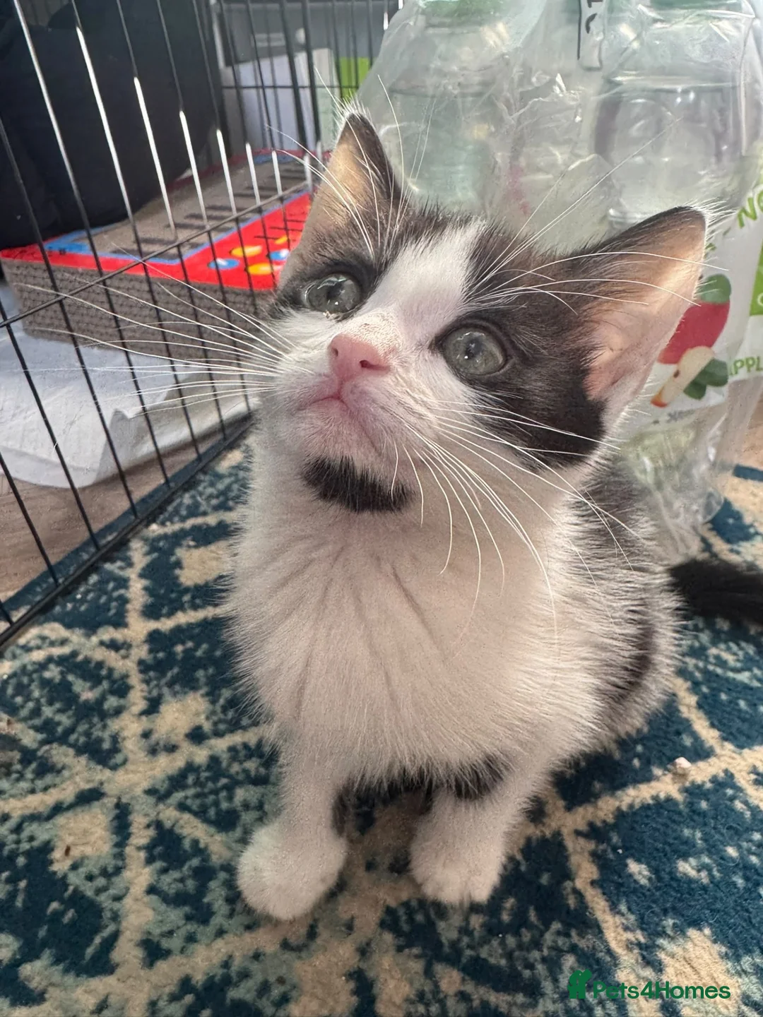 Mixed Breed cats for sale: Beautiful mixed breed kittens - Advert 2