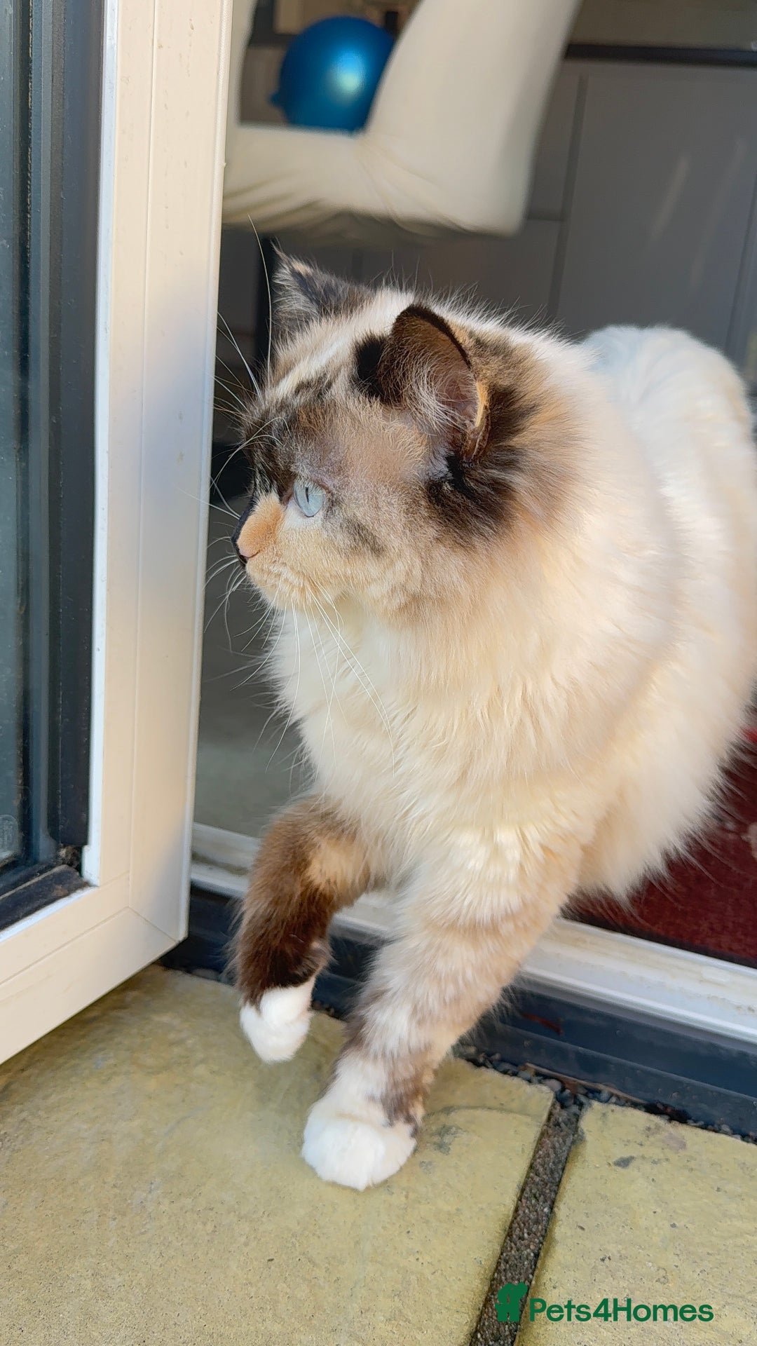 Ragdoll cats for sale: A very happy ragdoll girl  - Advert 6