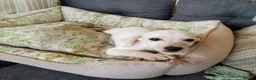 Mixed Breed dogs for adoption: 🐾 Macaron-Fabio the little boy who touches ❤️ 🐾  in Birmingham - Advert 7