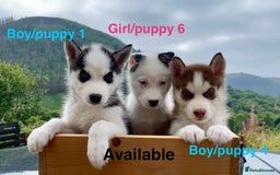 Siberian Husky dogs for sale: 🔥Last 2 epic puppies available don’t miss out - Image 3
