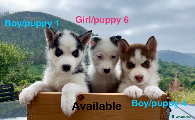 Siberian Husky dogs - Advert 4