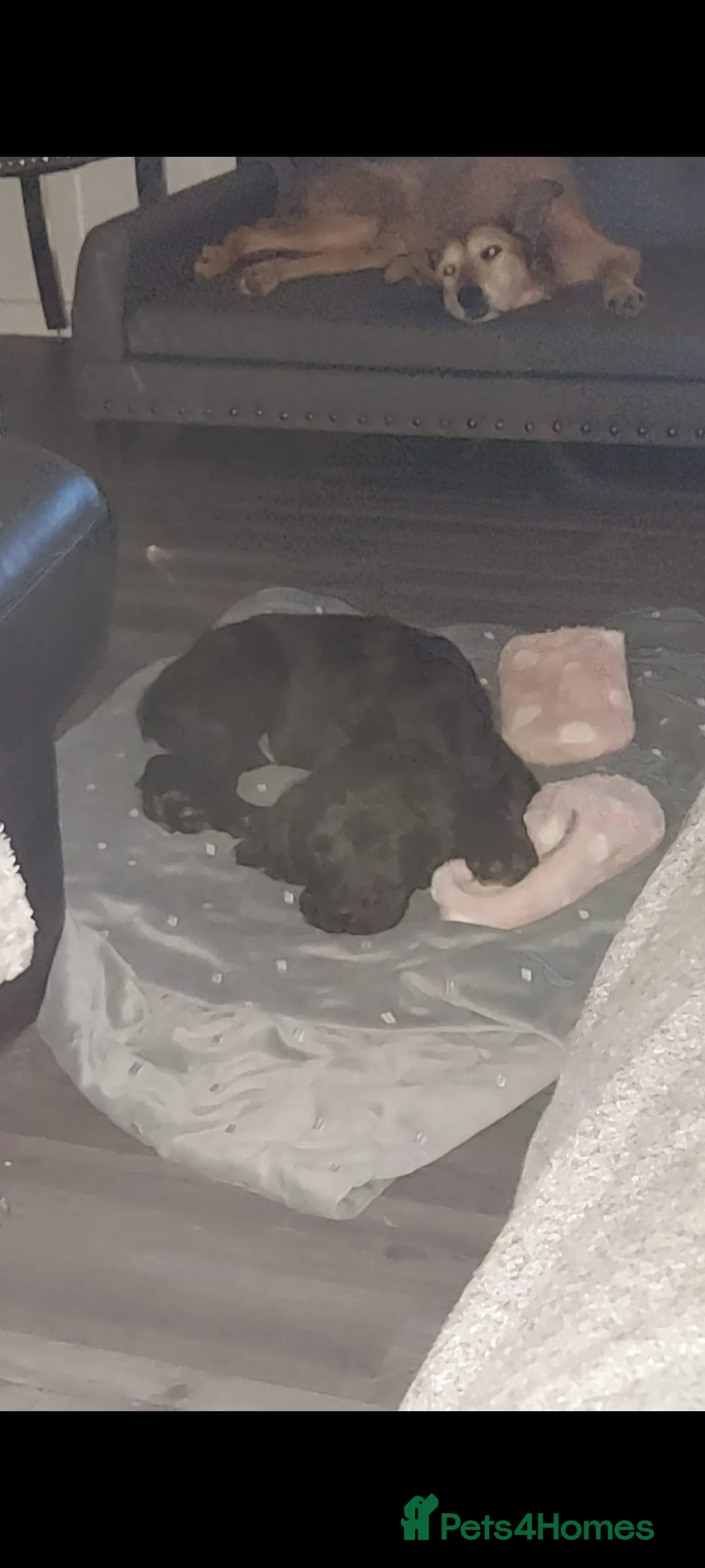 Sprocker dogs for sale: F1 SPROCKER SPANIELS ( 1 BOY LEFT )  - Advert 10