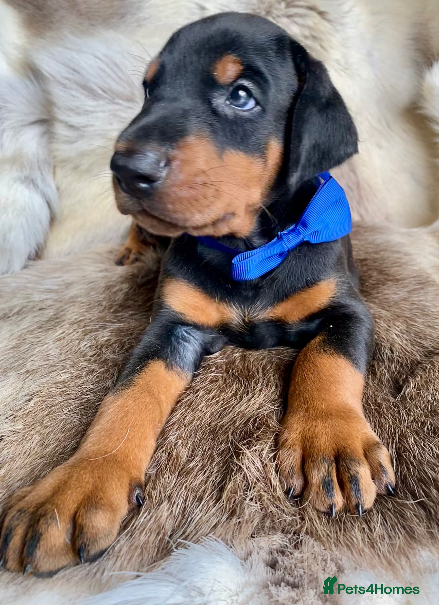 Dobermann dogs for sale: *KC REGISTERED* HEALTH TESTED DOBERMAN PUPPIES - Advert 9