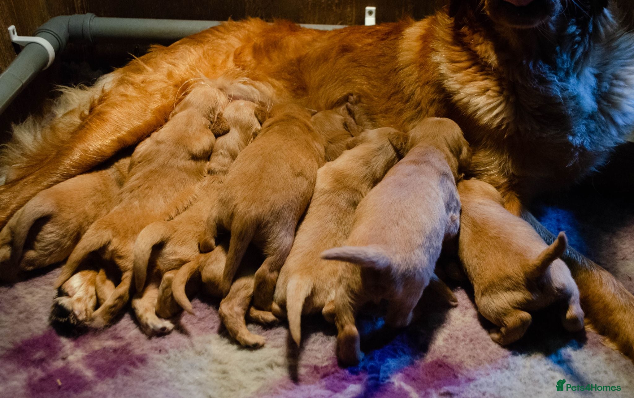 Golden Retriever dogs GOLDEN RETREVER PUPPIES - Advert 16
