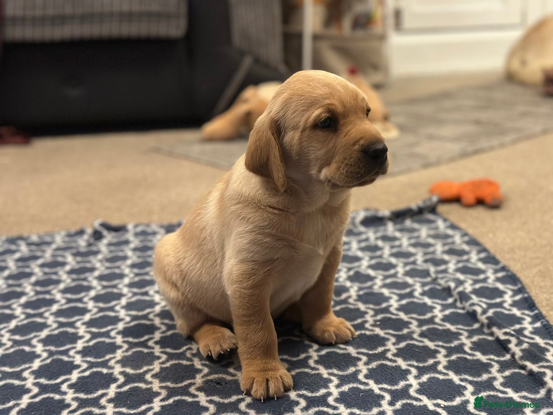 Golden Retriever dogs for sale: Friendly happy healthy, stunning puppies  - Advert 8