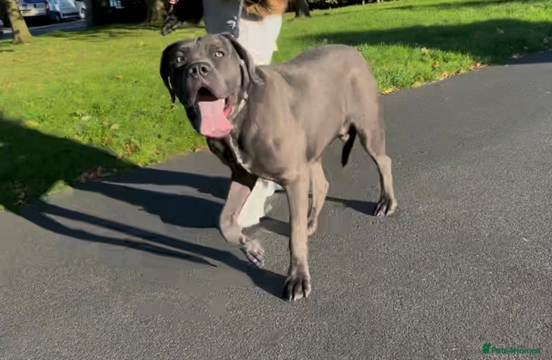 Mixed Breed dogs for sale: Cane Corse X puppies  - Image 13