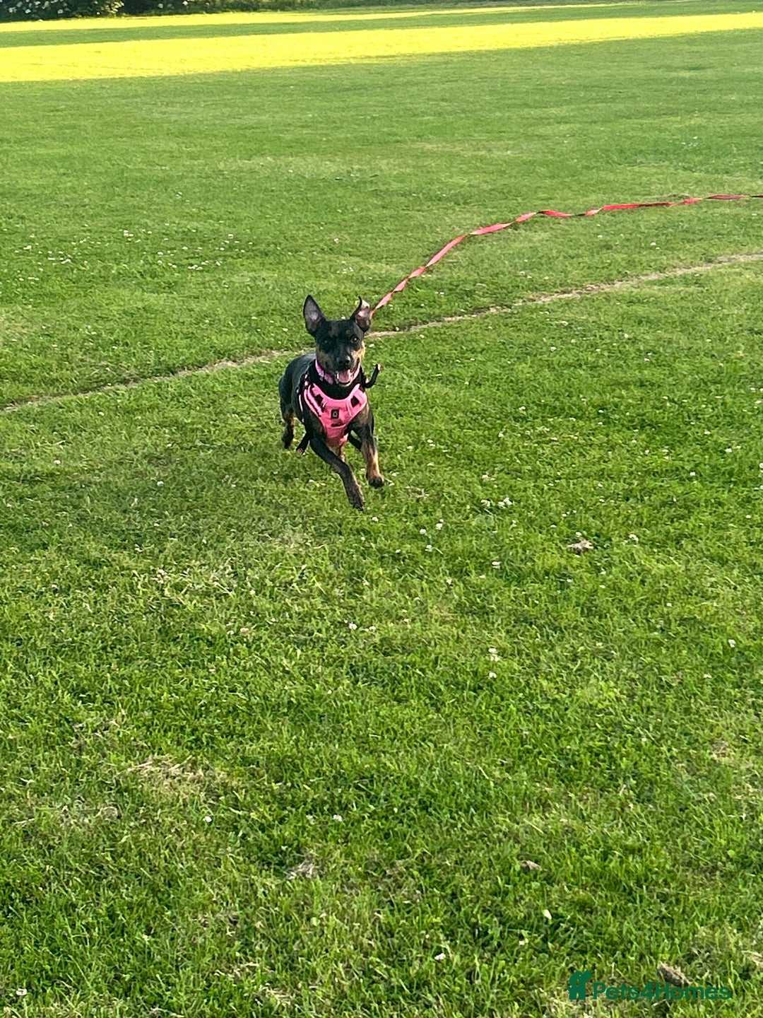 Mixed Breed dogs for sale: Callie- Staffy Mix  - Image 7