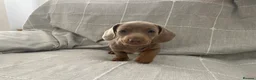 Dachshund dogs for sale: Miniature Dachshund Puppies - Stunning Litter - Advert 8
