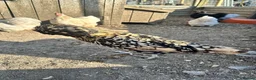 Chickens poultry for sale: Point of lay chickens for sale - Advert 2