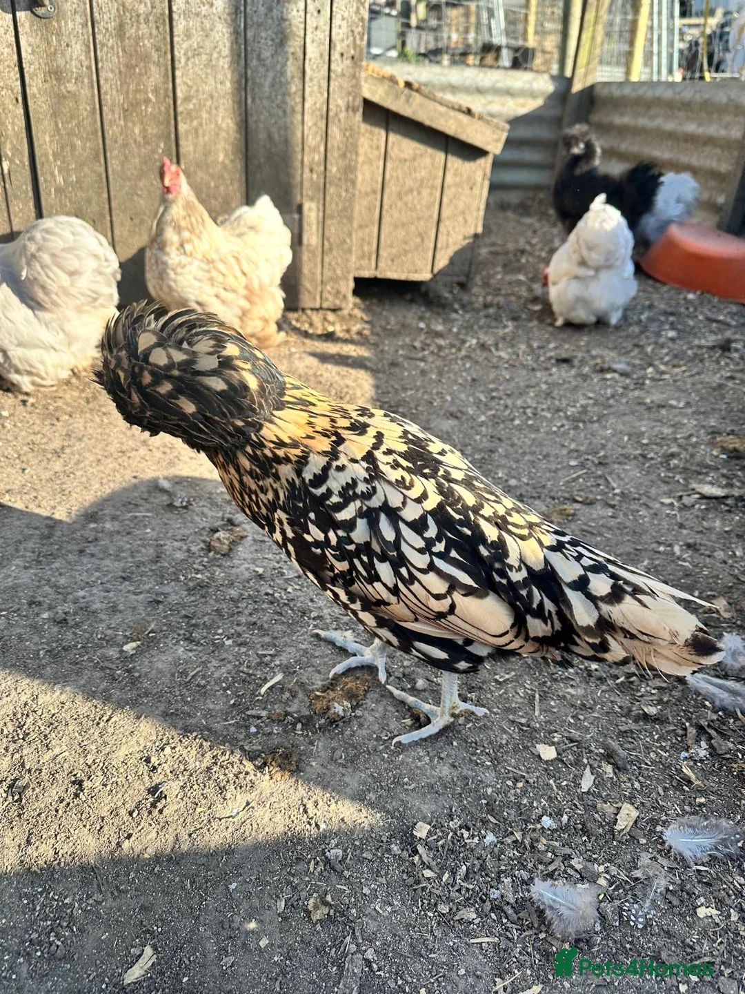 Chickens poultry for sale: Point of lay chickens for sale - Advert 2
