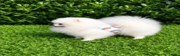 Pomeranian dogs for sale: Stunning White Female Pomeranian Puppy Available - Advert 14