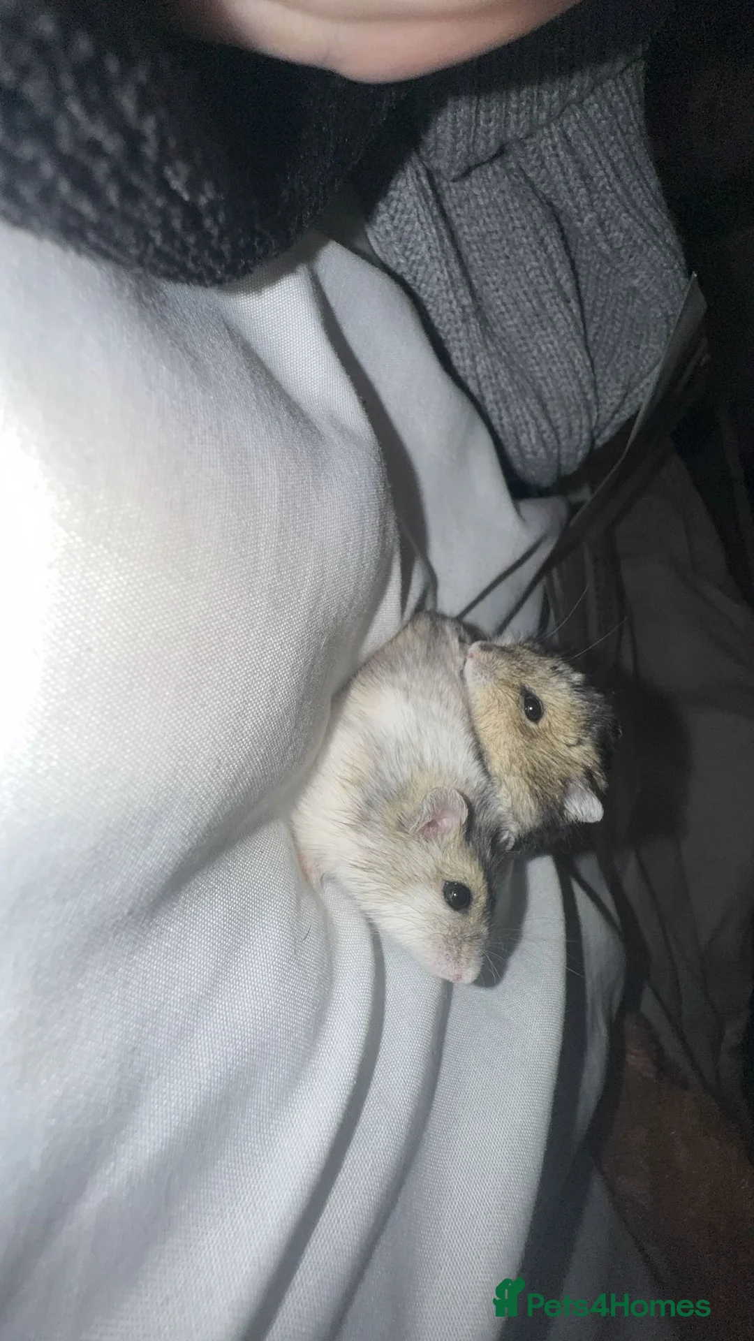 Hamster rodents for sale: Dwarf hamster  in Leicester - Advert 2