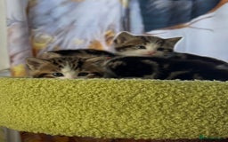 Mixed Breed cats for sale: 4  GORGEOUS TABBY/TORTOISHELL GIRLS.   - Image 34