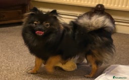 Pomchi dogs for sale: 🐾🐶Adorable 9 month old pomchi boy for sale🐶🐾 - Image 2