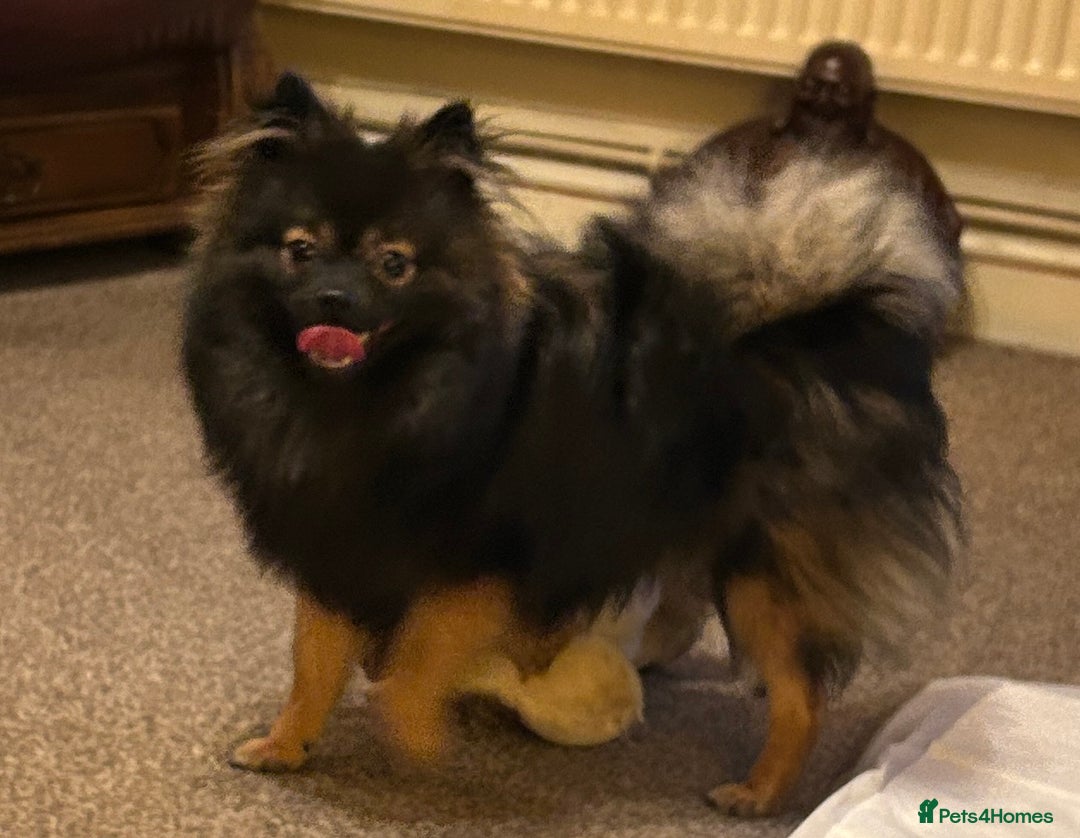 Pomchi dogs for sale: 🐾🐶Adorable 9 month old pomchi boy for sale🐶🐾 - Image 2