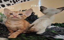 Oriental cats for sale: Beautiful GCCF registered Oriental kittens - Image 20