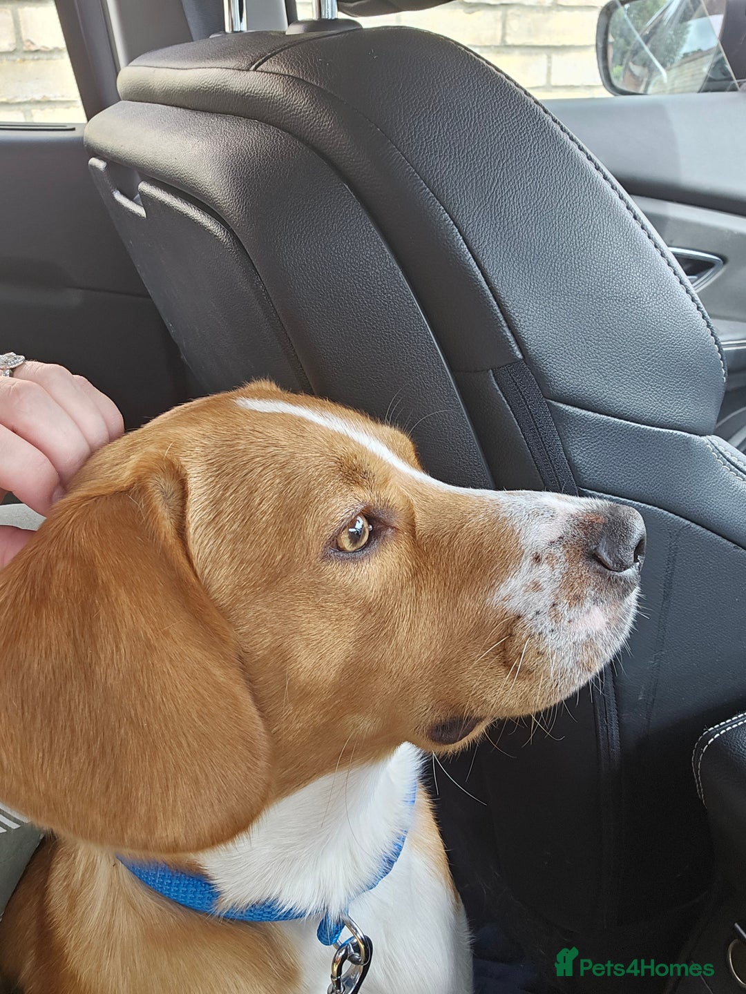 Cockerdor dogs for sale: Tank - 1yr old boy.  - Image 5