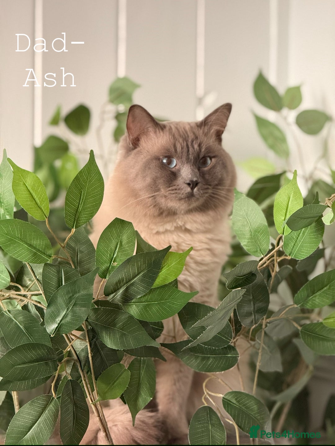 Ragdoll cats for sale: Ragdoll X British Blue beauties - Advert 12