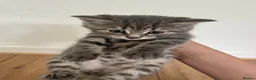 Mixed Breed cats for sale: Gray silver and tabby kittens for sale! - Advert 17